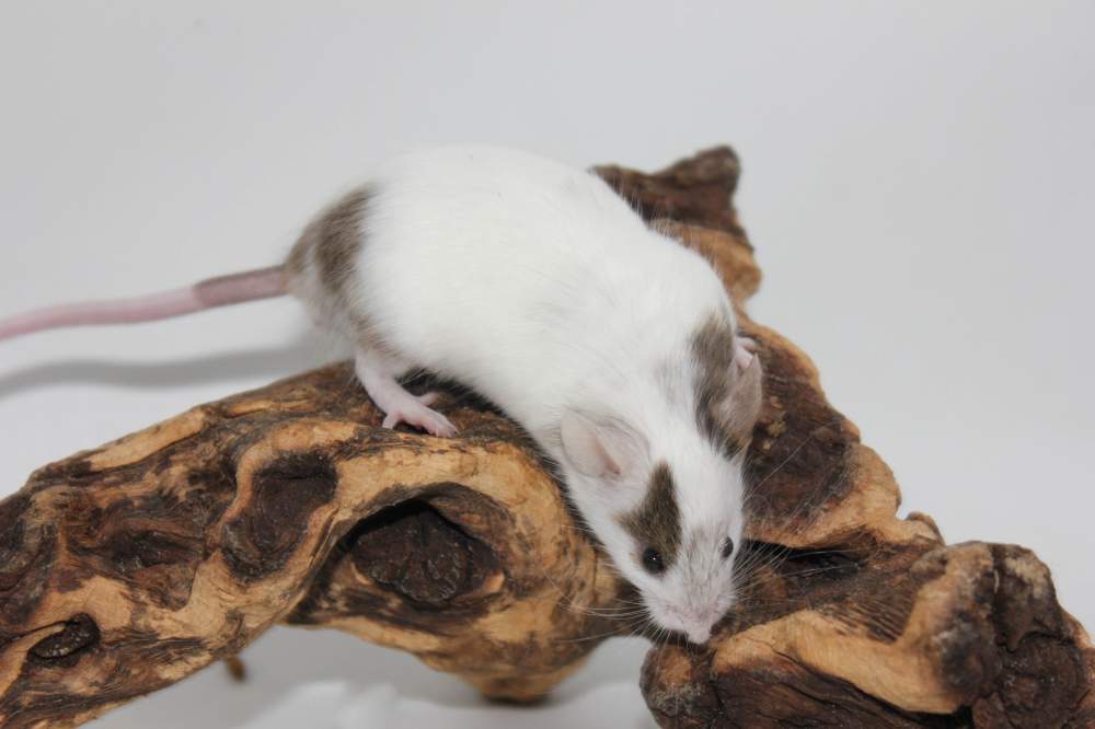Fancy mouse Breeder Mus musculus 