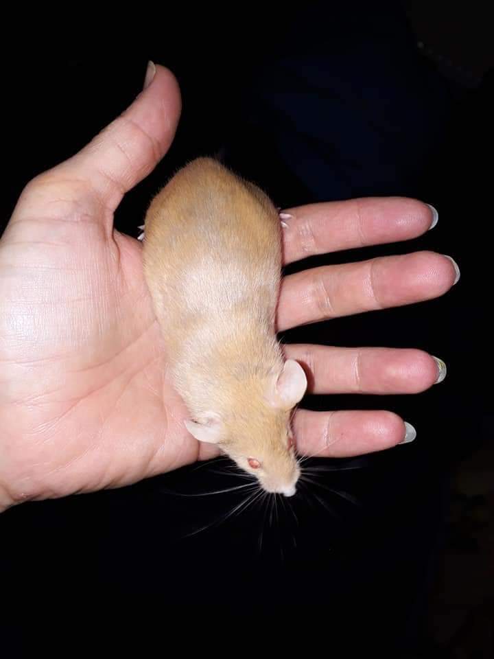 Fancy mouse Retired Mus musculus 