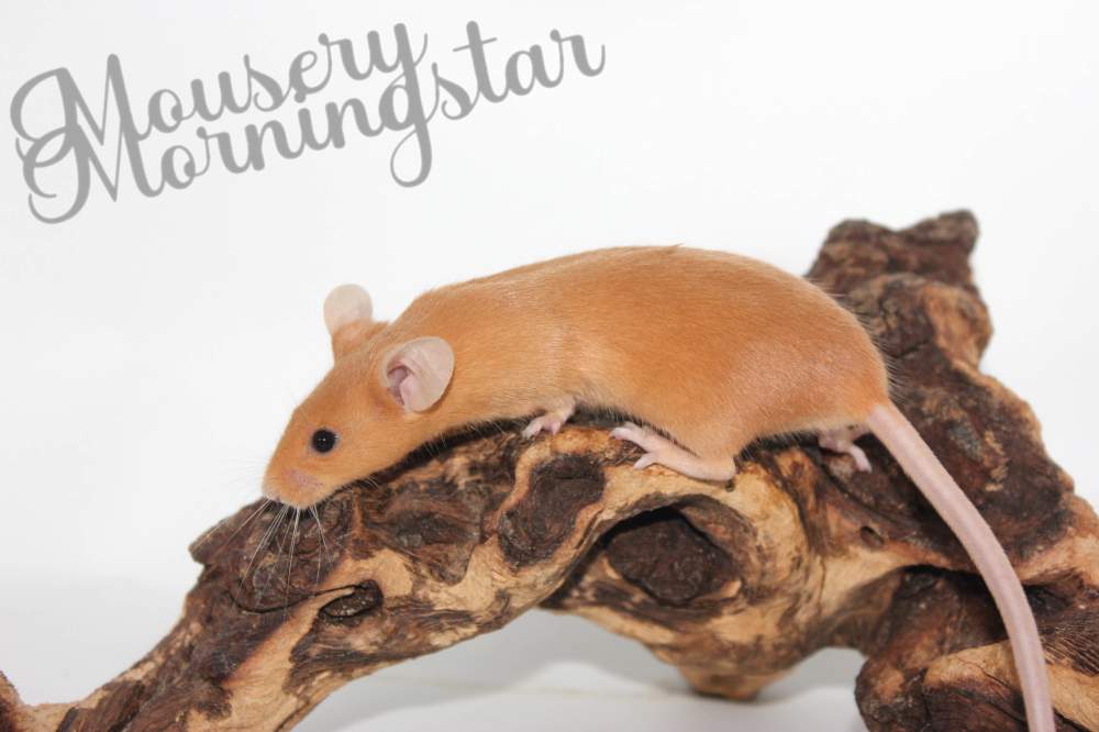 Fancy mouse Pet only Mus musculus 
