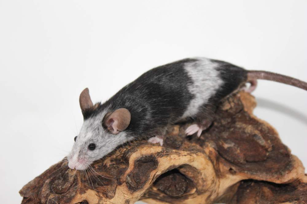 Fancy mouse Lost Mus musculus 