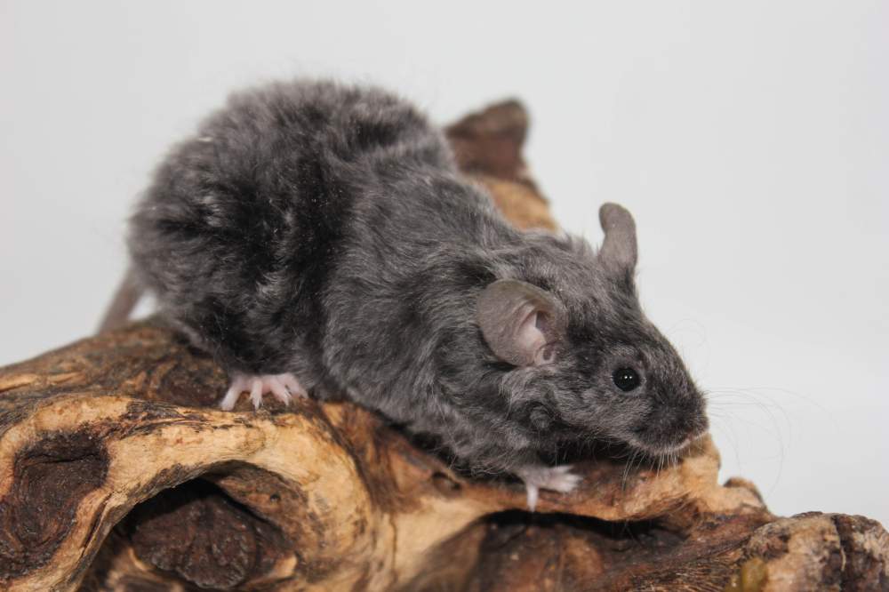 Fancy mouse Breeder Mus musculus 