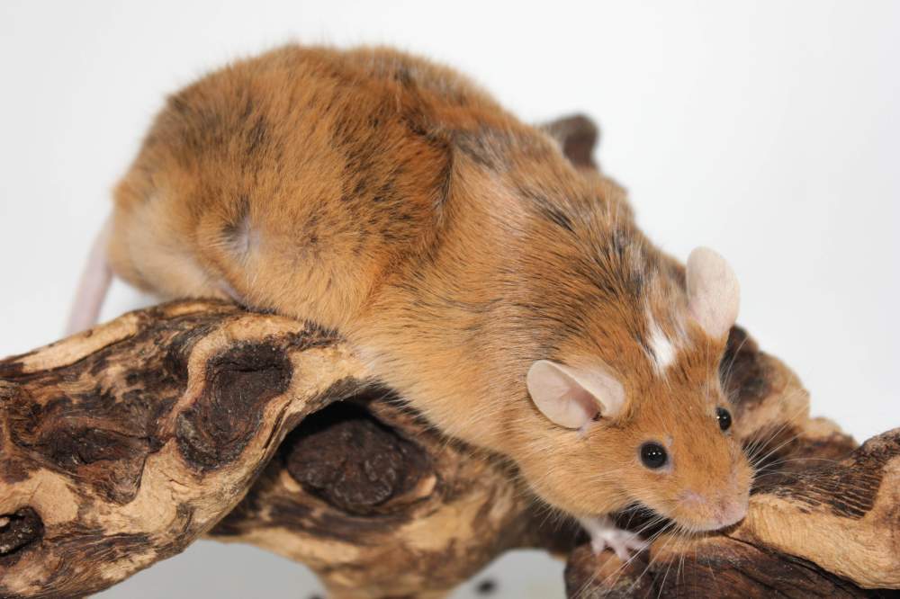 Fancy mouse Retired Mus musculus 