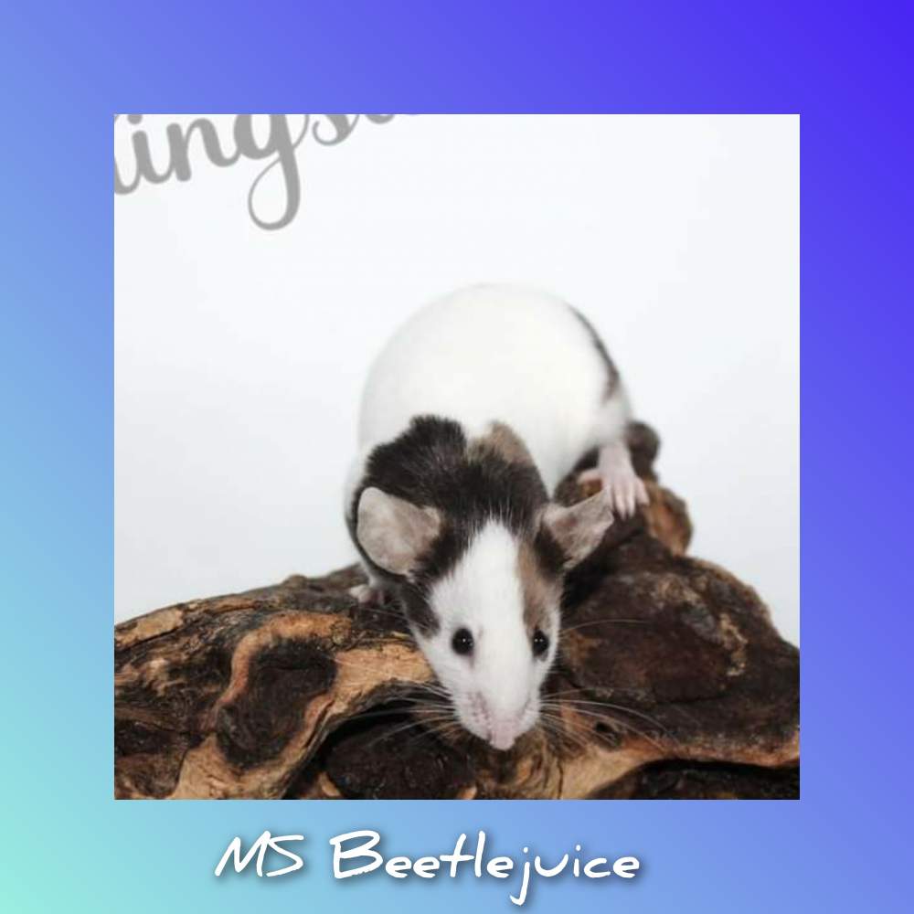 Fancy mouse Pet only Mus musculus 