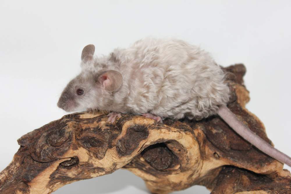 Fancy mouse Breeder Mus musculus 