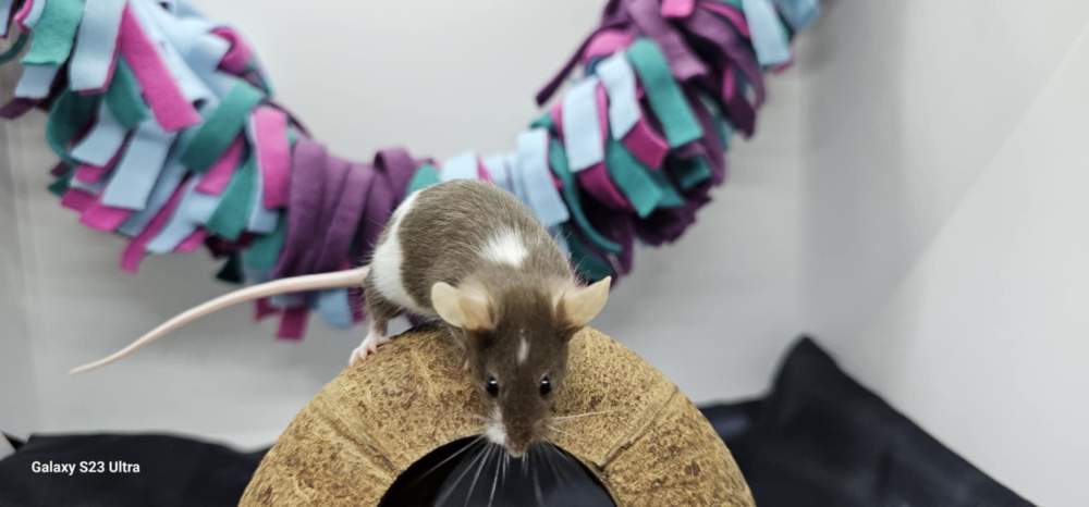 Fancy mouse Rehomed Mus musculus 