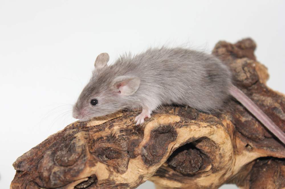 Fancy mouse Breeder Mus musculus 