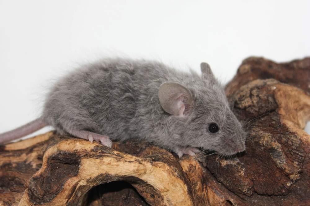 Fancy mouse Breeder Mus musculus 