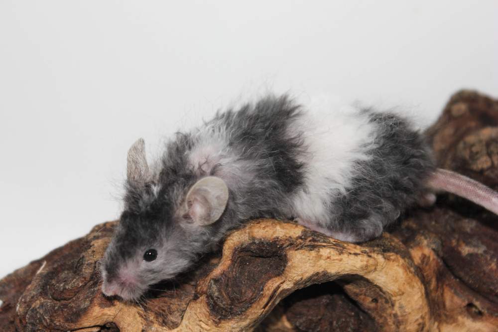 Fancy mouse Breeder Mus musculus 