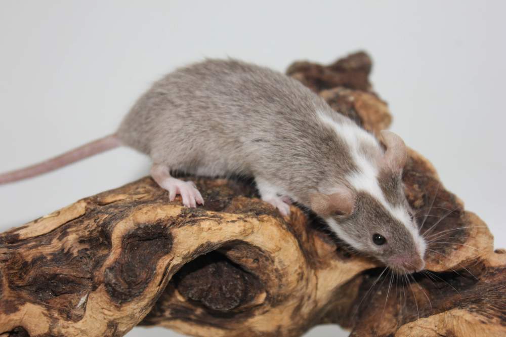 Fancy mouse Pet only Mus musculus 