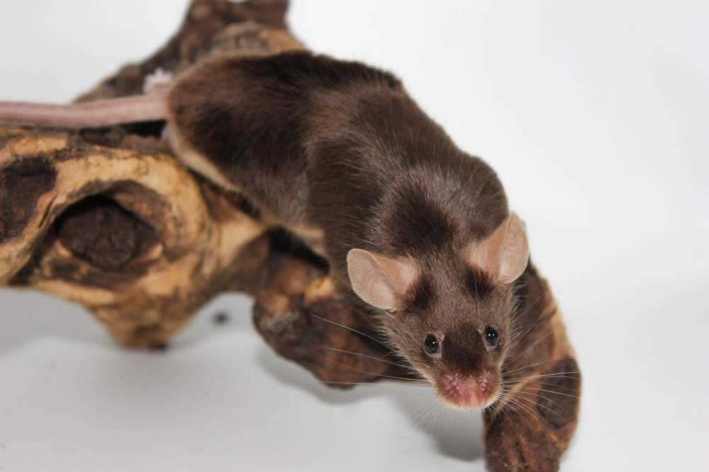 Fancy mouse Breeder Mus musculus 