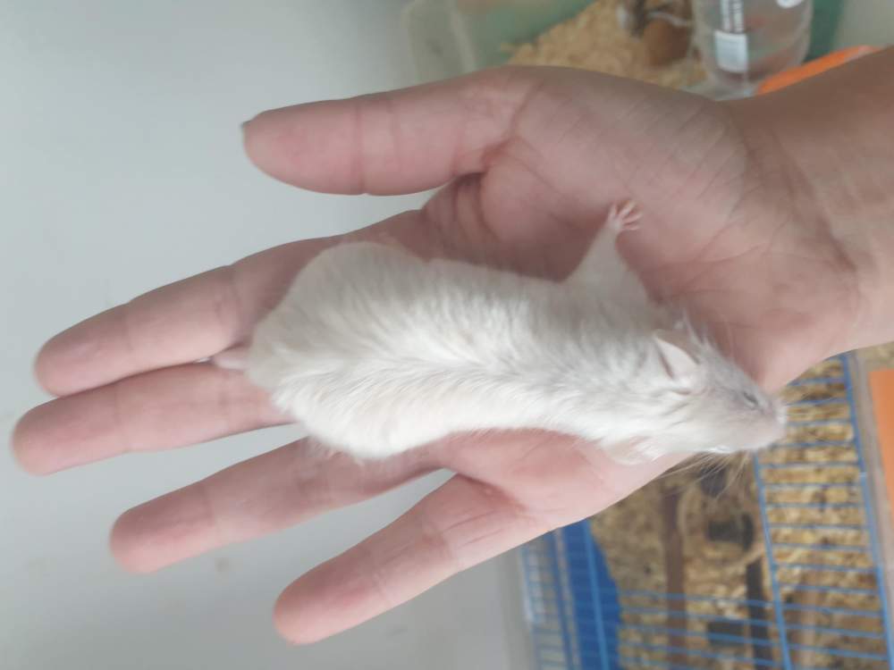 Fancy mouse Retired Mus musculus 