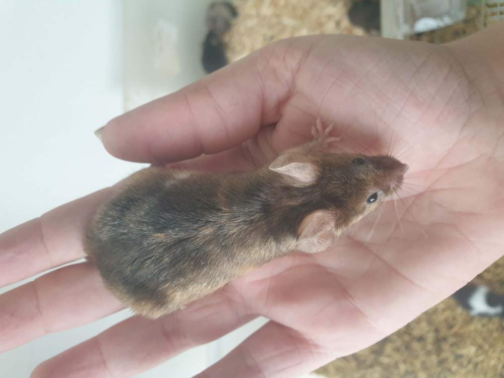 Fancy mouse Pet only Mus musculus 