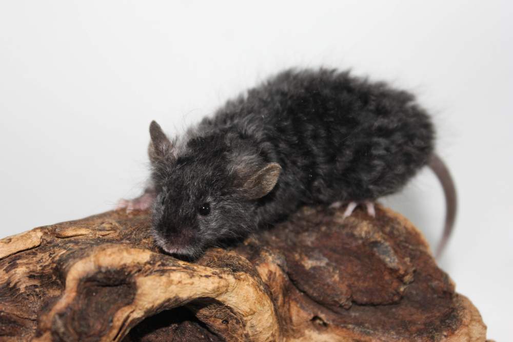 Fancy mouse Breeder Mus musculus 