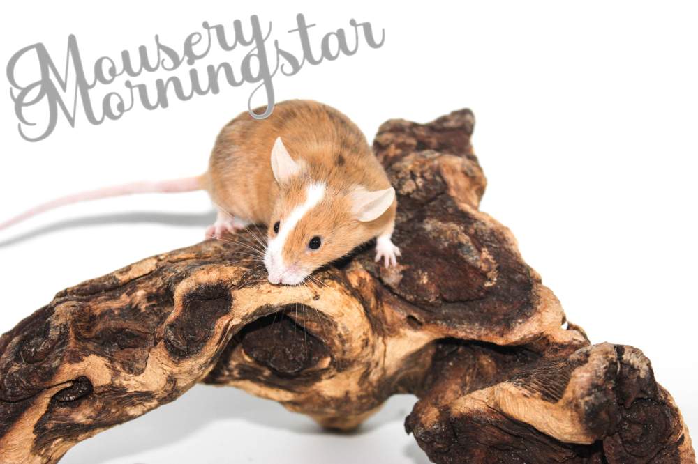 Fancy mouse Rehomed Mus musculus 