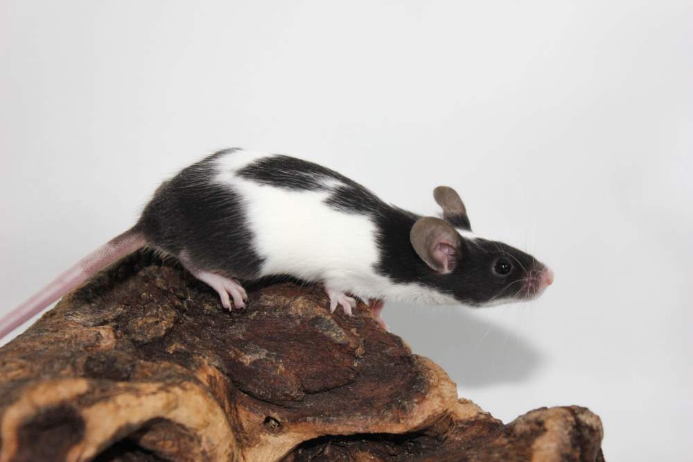 Fancy mouse Free Mus musculus 