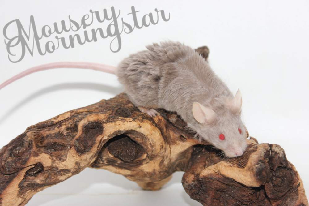 Fancy mouse Breeder Mus musculus 