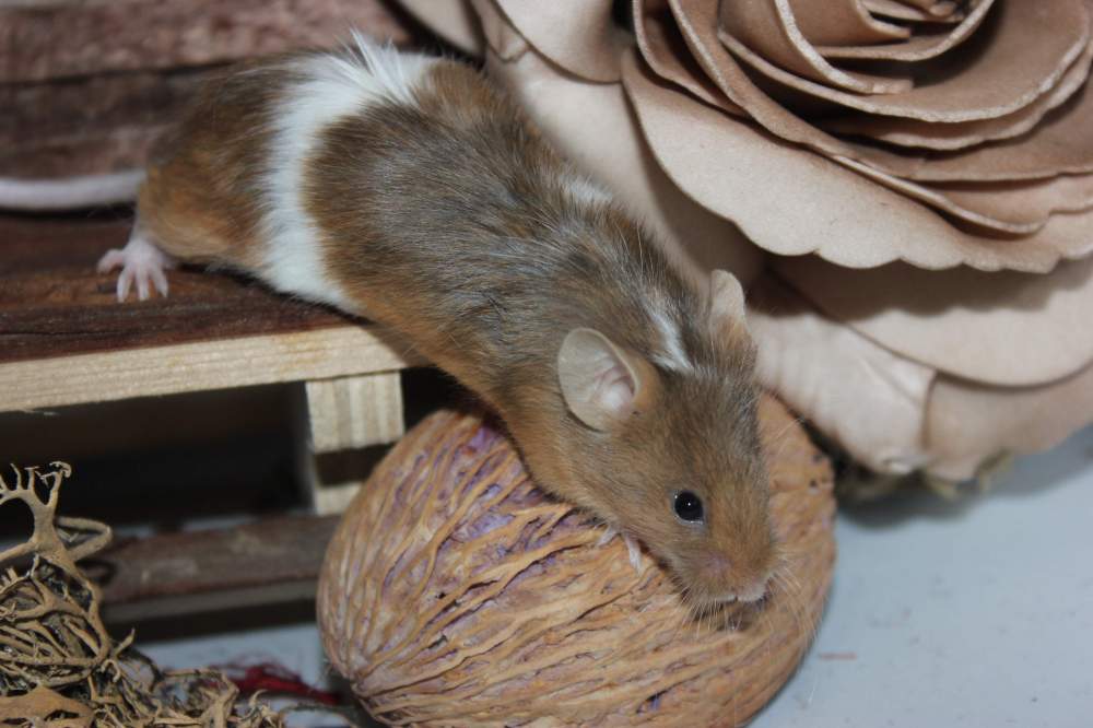 Fancy mouse Retired Mus musculus 