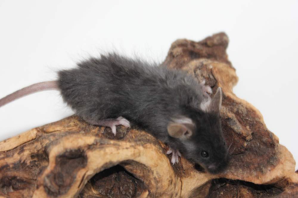 Fancy mouse Breeder Mus musculus 