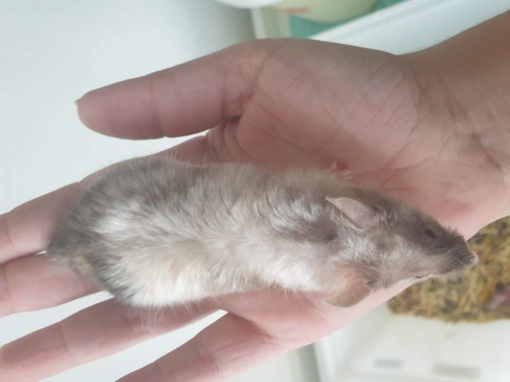 Fancy mouse Retired Mus musculus 