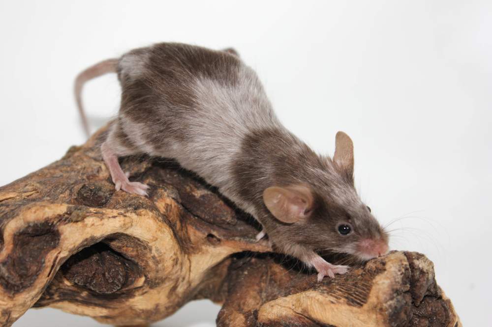 Fancy mouse Breeder Mus musculus 