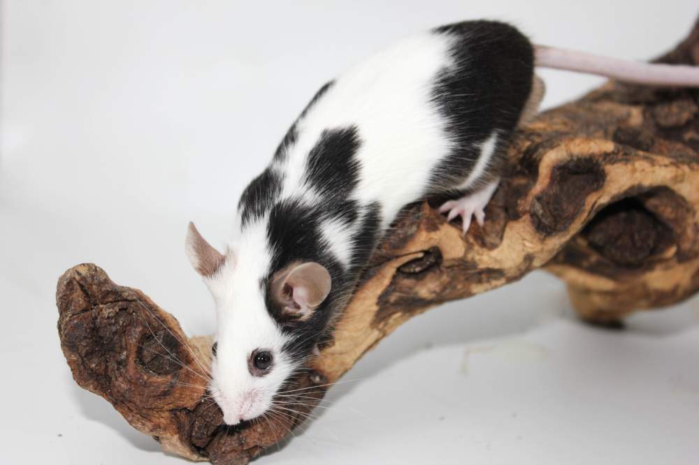 Fancy mouse Pet only Mus musculus 
