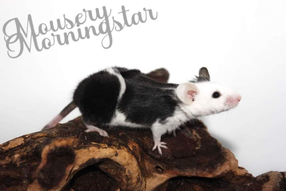 Fancy mouse Deceased Mus musculus 