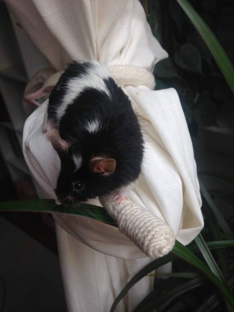 Fancy mouse Retired Mus musculus 