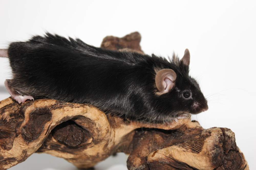 Fancy mouse Retired Mus musculus 
