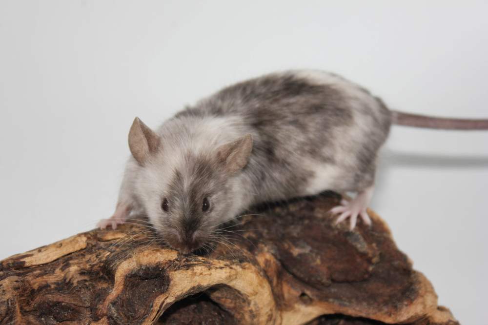 Fancy mouse Breeder Mus musculus 
