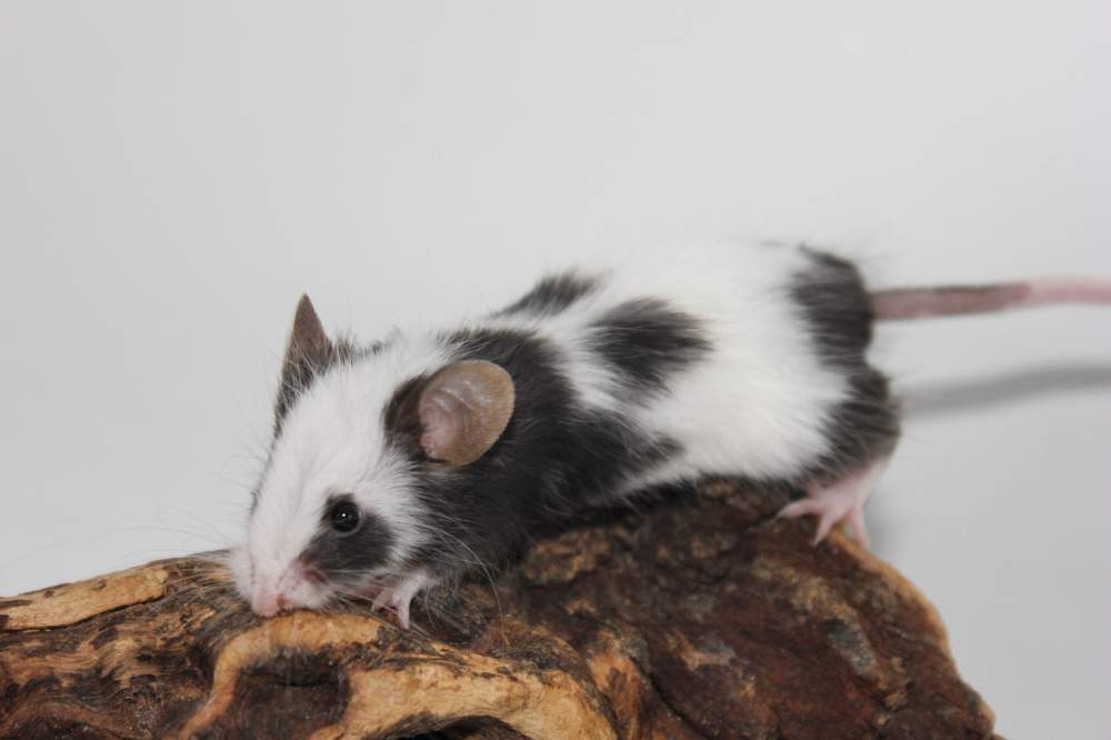 Fancy mouse Breeder Mus musculus 