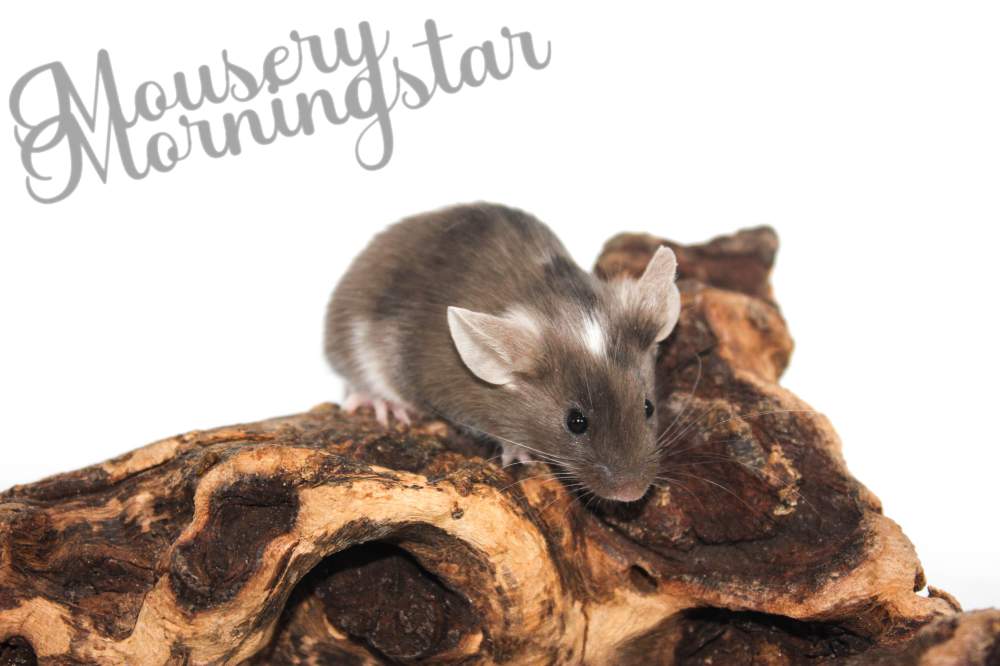 Fancy mouse Pet only Mus musculus 