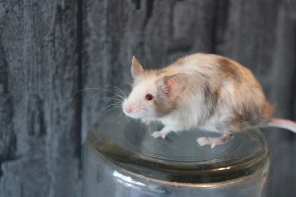 Fancy mouse Retired Mus musculus 