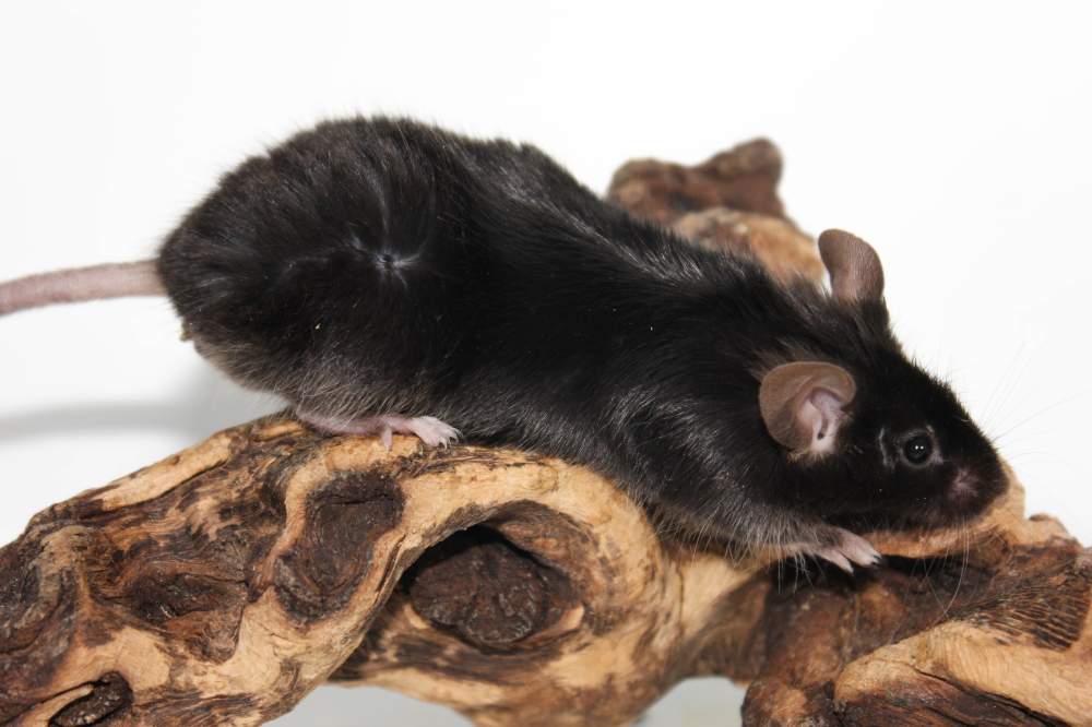 Fancy mouse Retired Mus musculus 