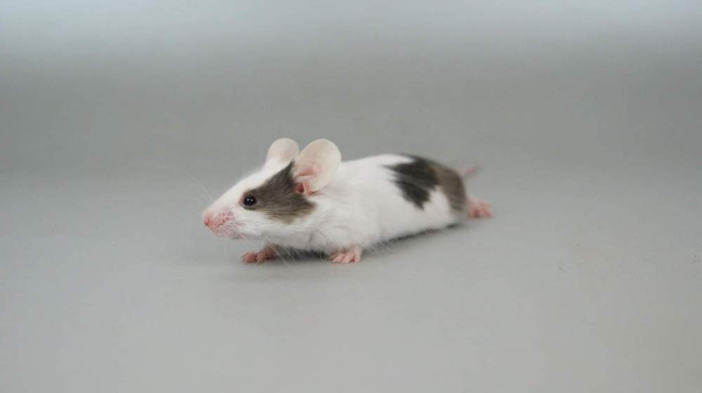 Fancy mouse Retired Mus musculus 