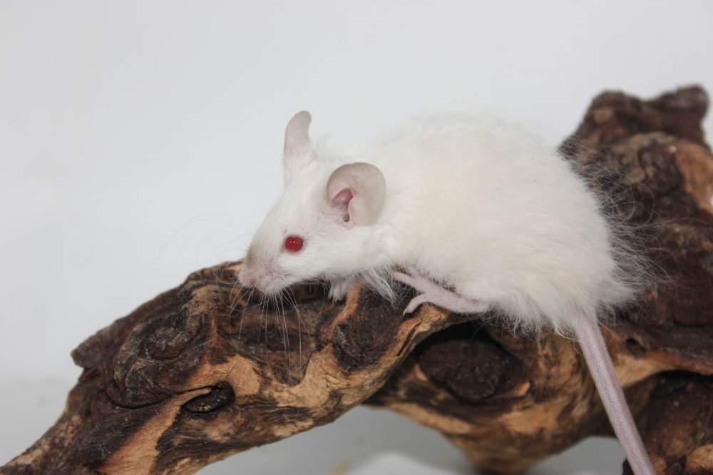 Fancy mouse Rehomed Mus musculus 