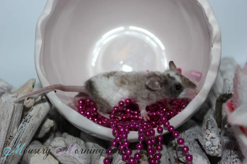 Fancy mouse Deceased Mus musculus 