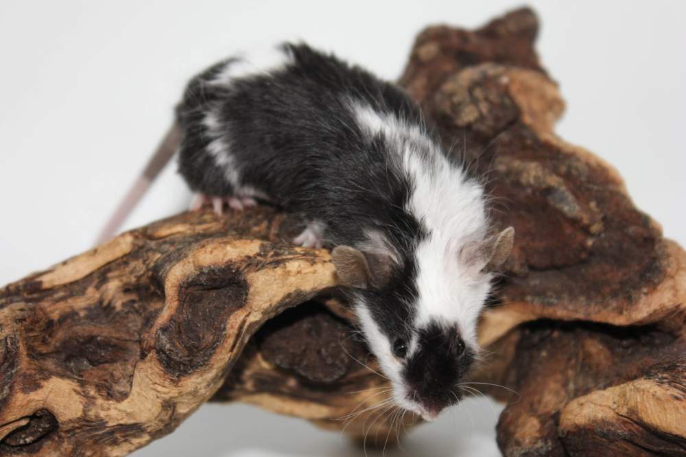 Fancy mouse Breeder Mus musculus 
