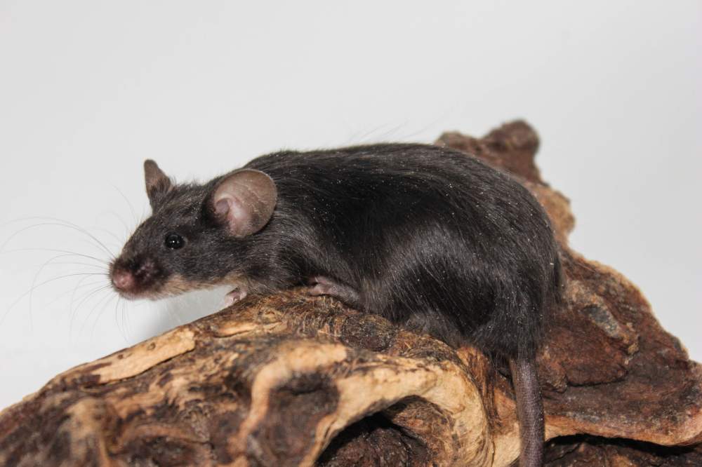 Fancy mouse Breeder Mus musculus 