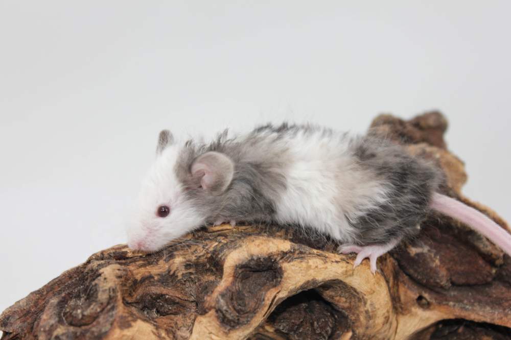 Fancy mouse Breeder Mus musculus 