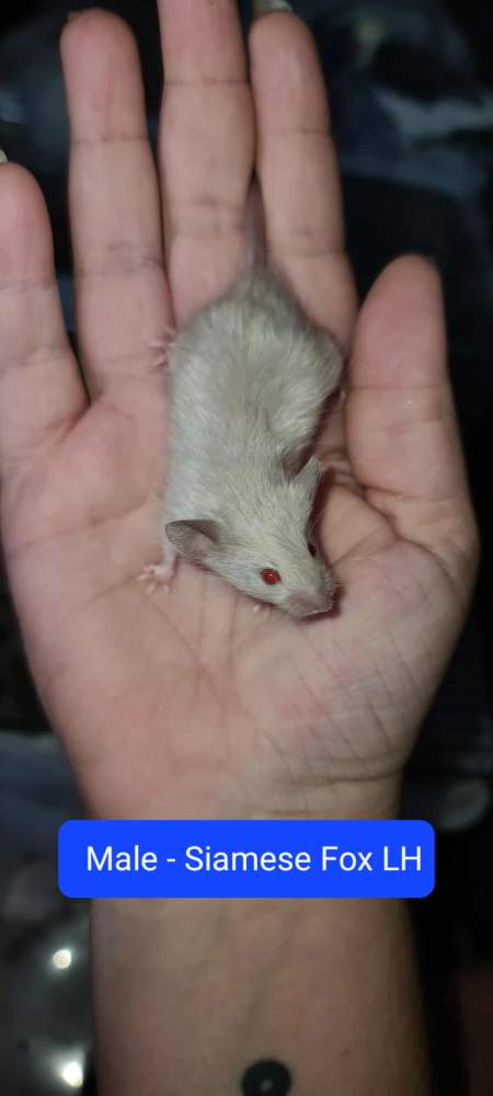 Fancy mouse Pet only Mus musculus 