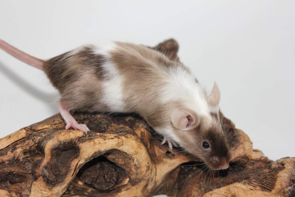 Fancy mouse Breeder Mus musculus 