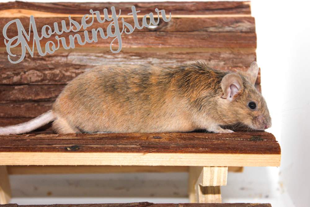 Fancy mouse Retired Mus musculus 