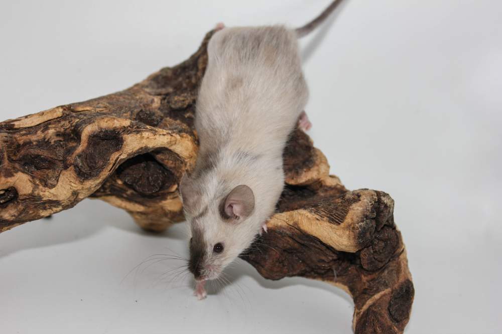 Fancy mouse Breeder Mus musculus 