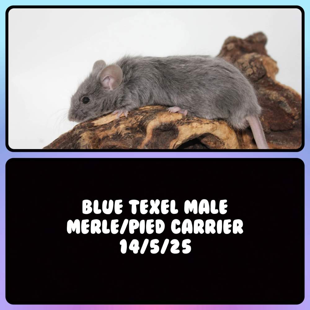 Fancy mouse Breeder Mus musculus 
