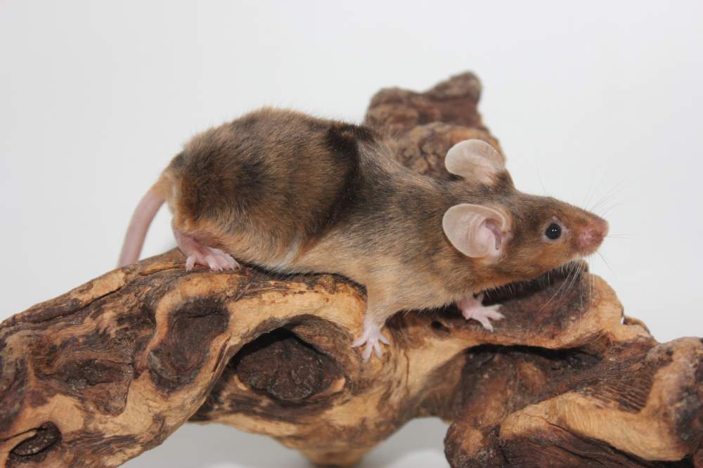 Fancy mouse Rehomed Mus musculus 