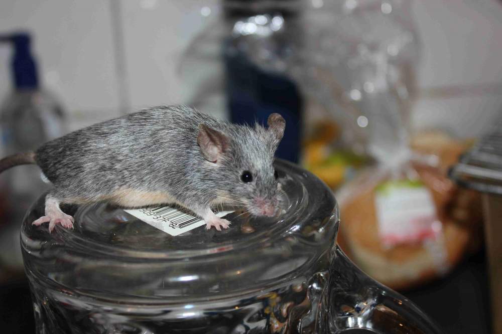 Fancy mouse Retired Mus musculus 