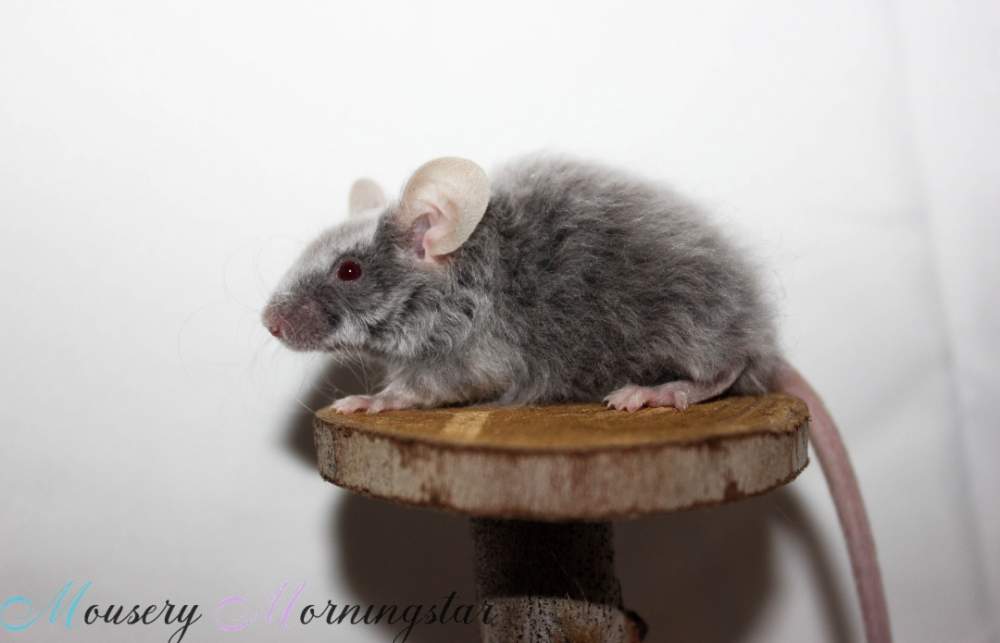 Fancy mouse Retired Mus musculus 