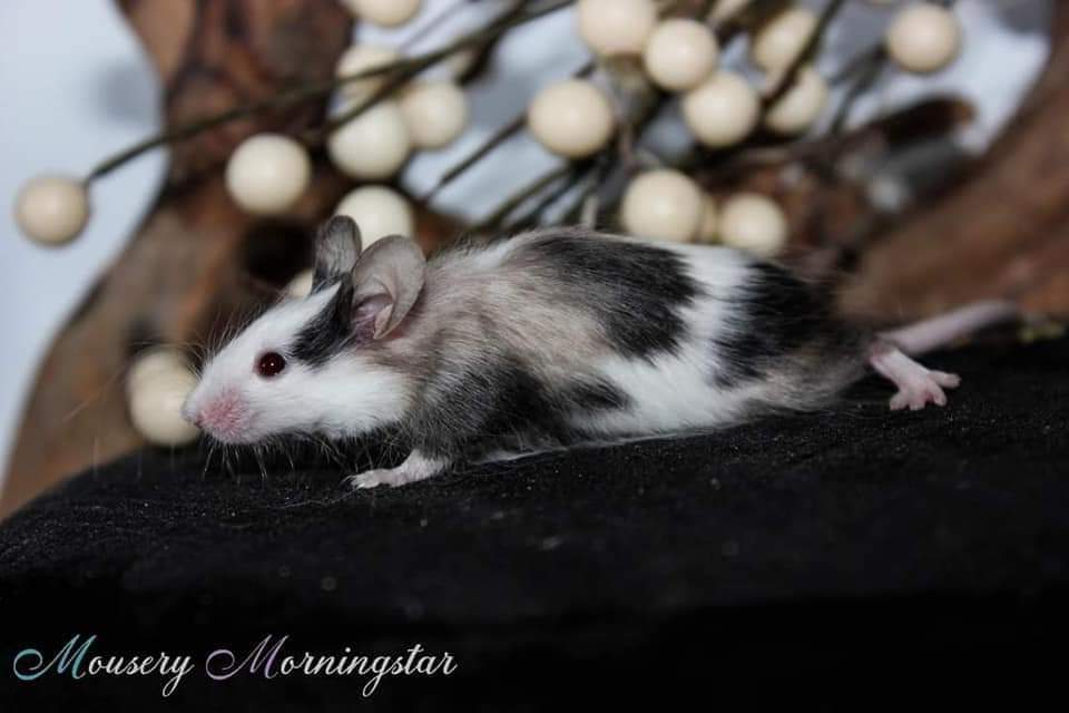 Fancy mouse Retired Mus musculus 