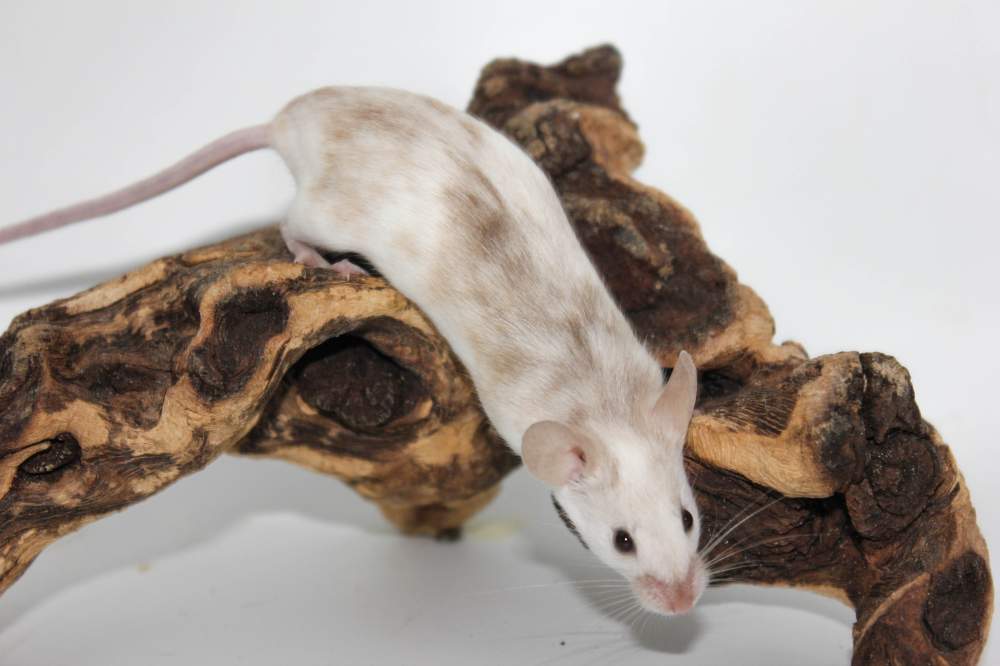 Fancy mouse Retired Mus musculus 