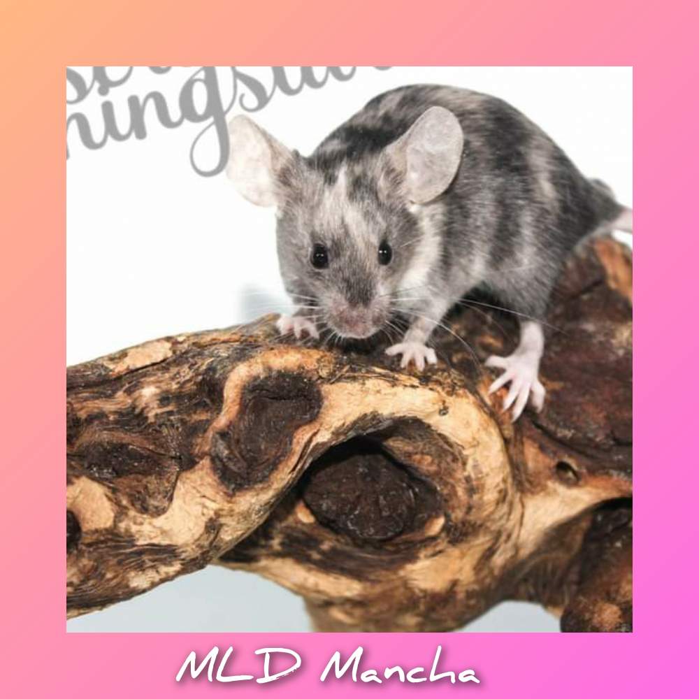 Fancy mouse Breeder Mus musculus 